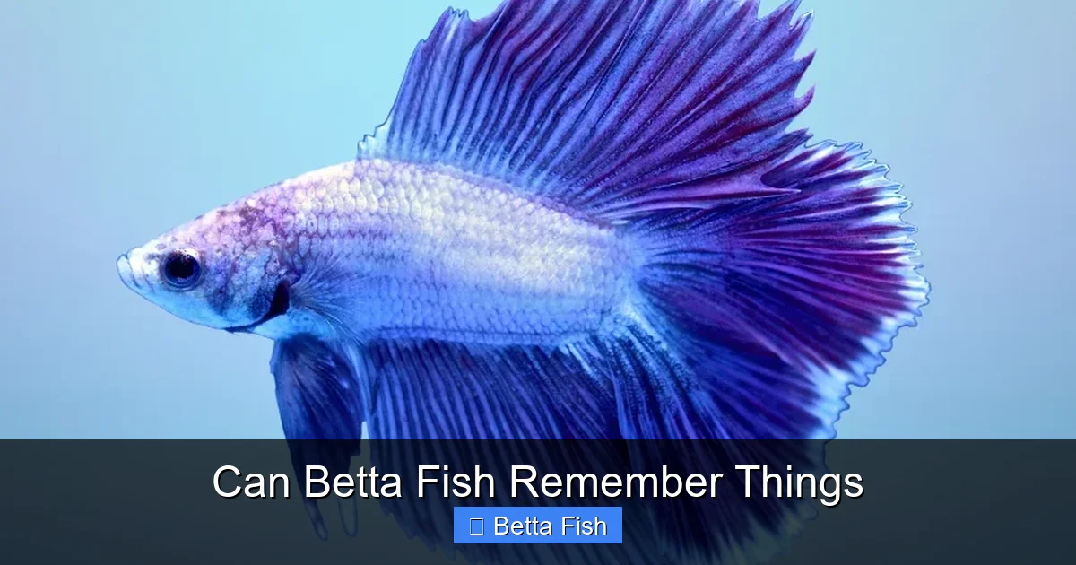 Can Betta Fish Remember Things