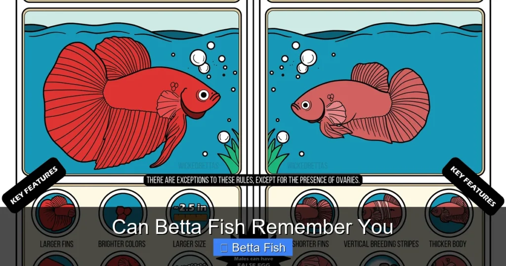 Can Betta Fish Remember You