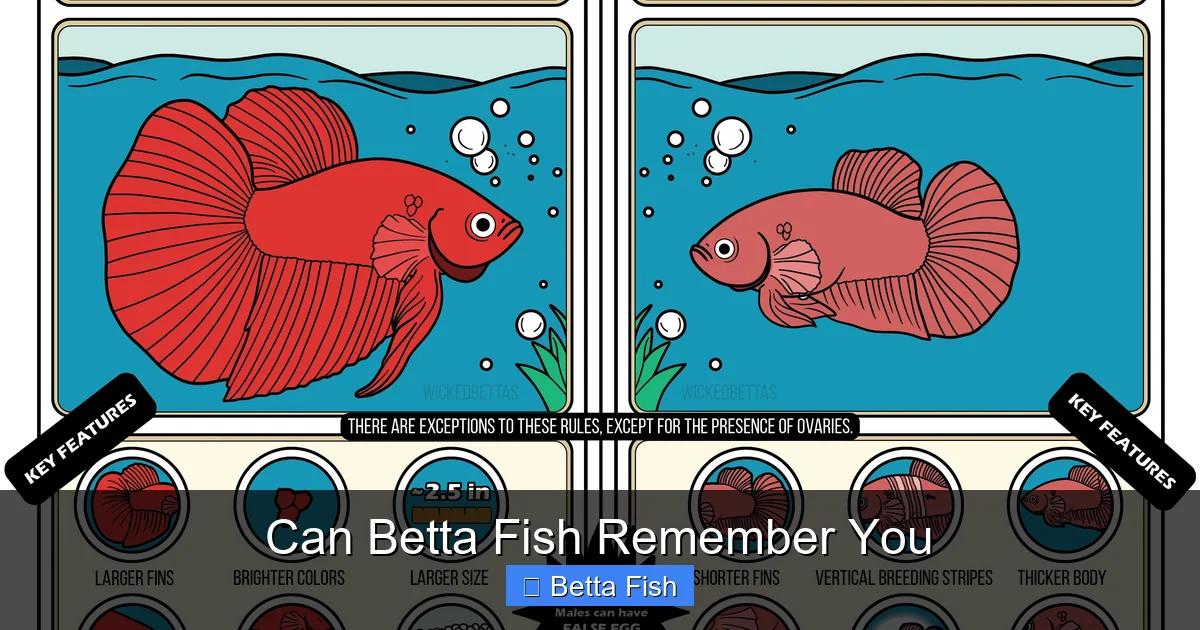 Can Betta Fish Remember You
