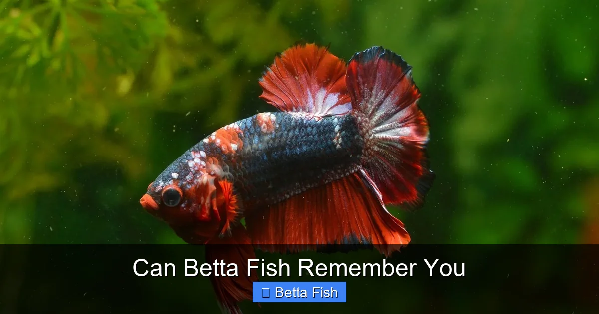 Can Betta Fish Remember You