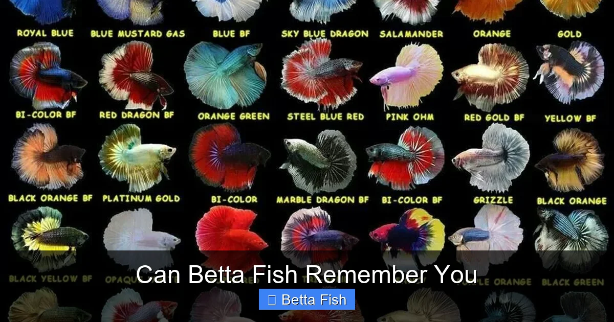 Can Betta Fish Remember You
