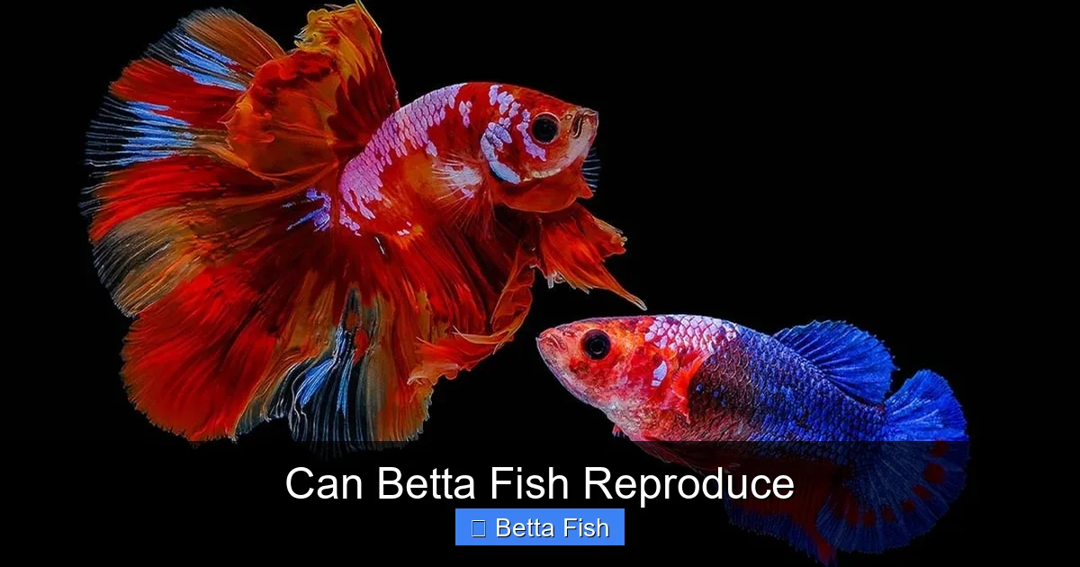 Can Betta Fish Reproduce
