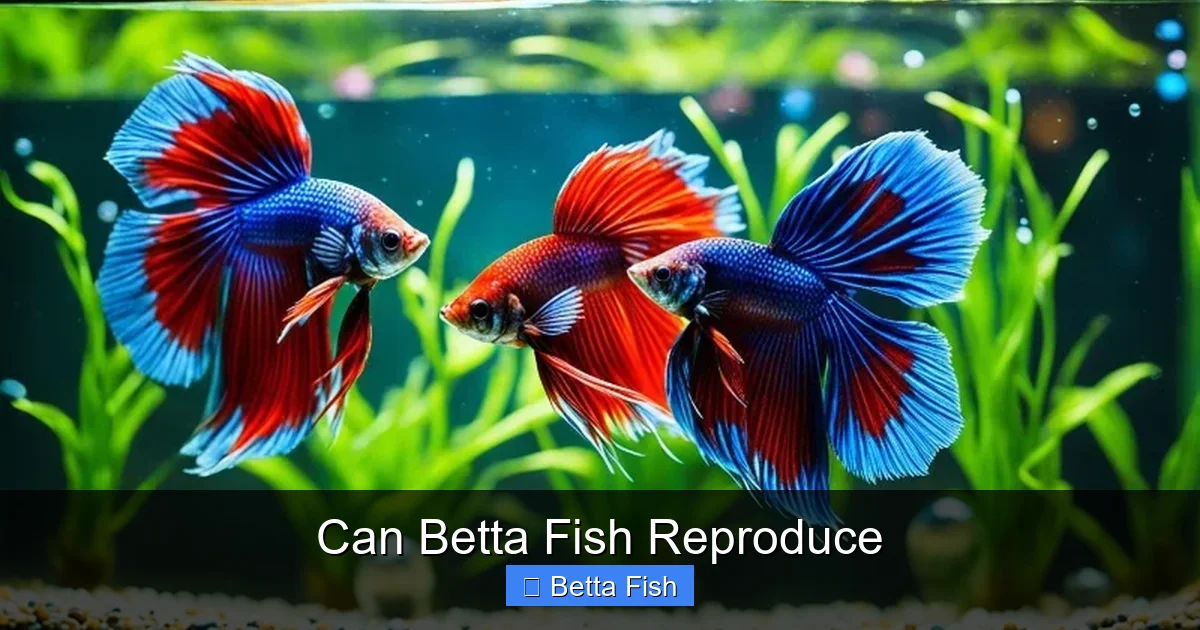 Can Betta Fish Reproduce