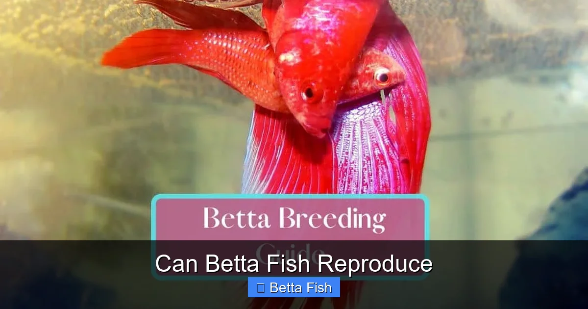 Can Betta Fish Reproduce
