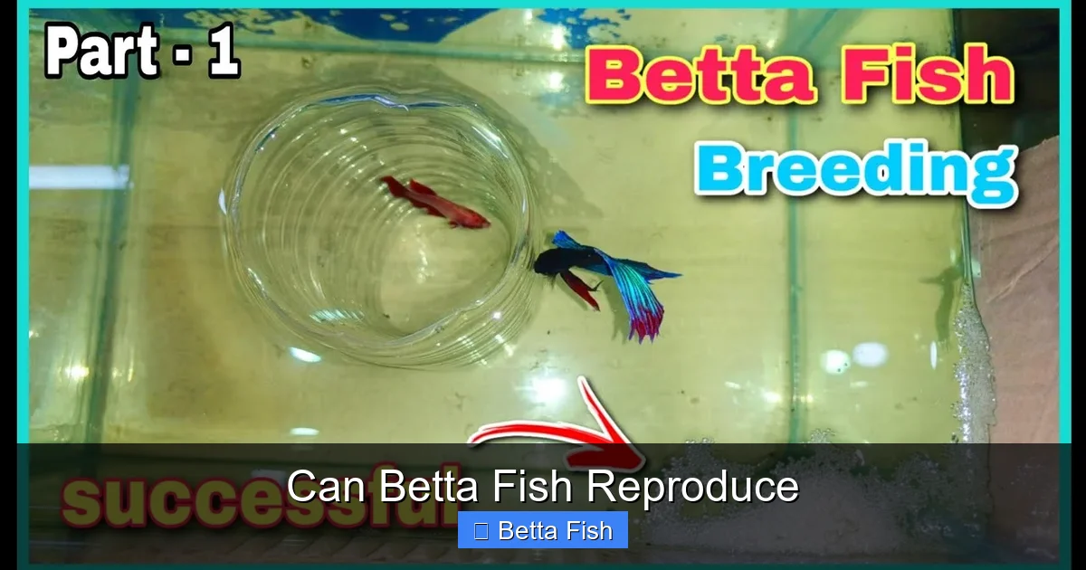 Can Betta Fish Reproduce