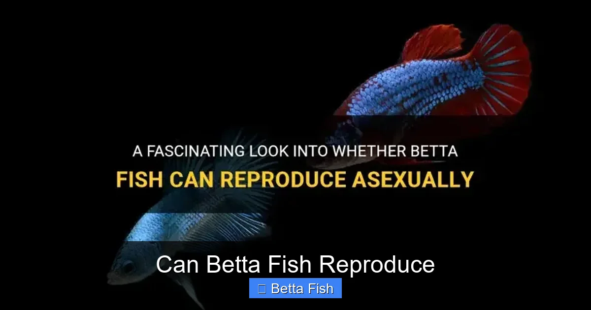 Can Betta Fish Reproduce