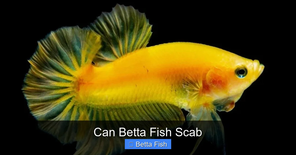 Can Betta Fish Scab