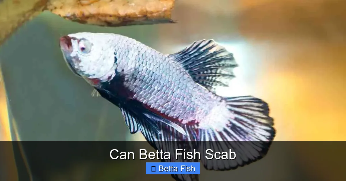 Can Betta Fish Scab
