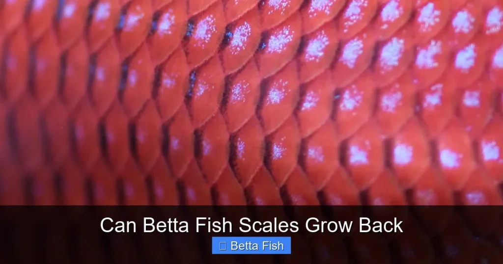 Can Betta Fish Scales Grow Back