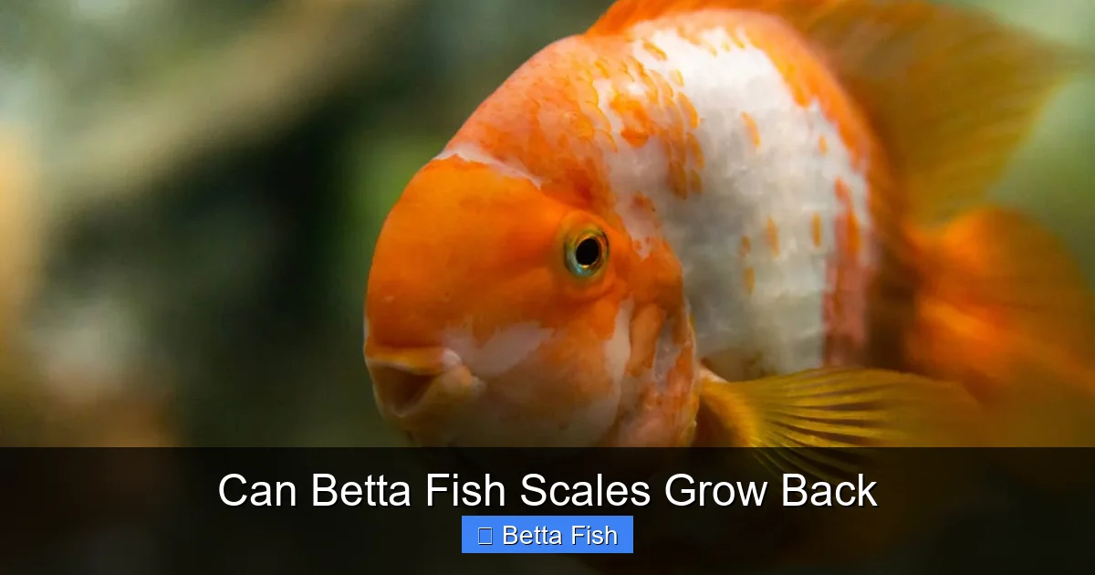 Can Betta Fish Scales Grow Back