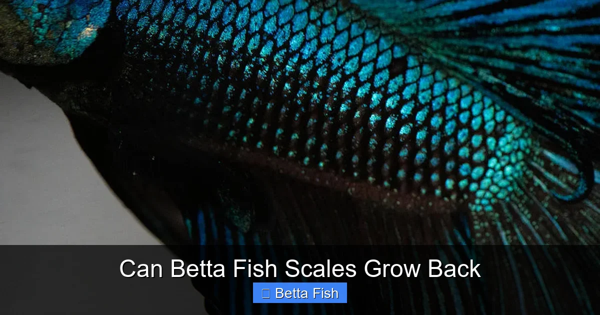 Can Betta Fish Scales Grow Back