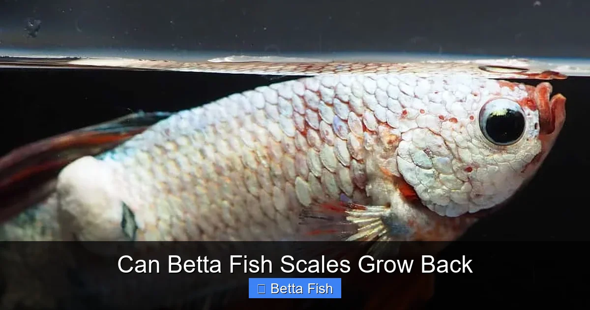Can Betta Fish Scales Grow Back