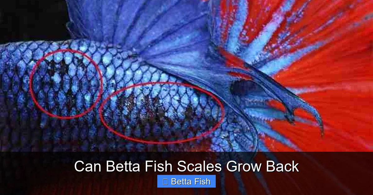 Can Betta Fish Scales Grow Back