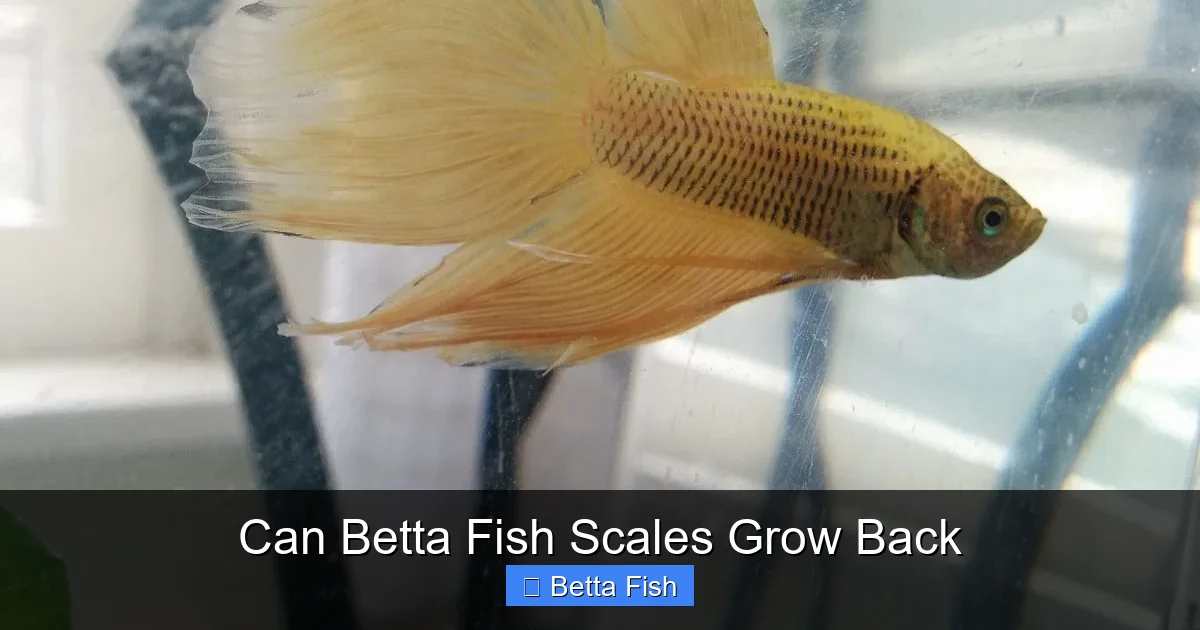 Can Betta Fish Scales Grow Back
