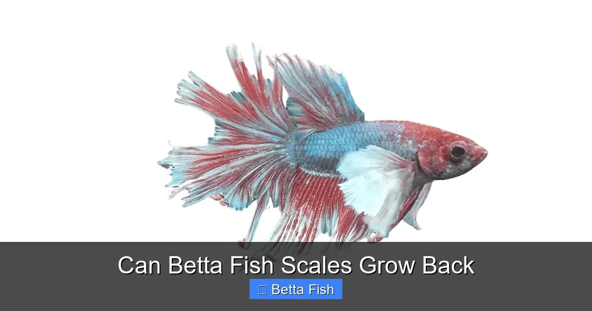 Can Betta Fish Scales Grow Back