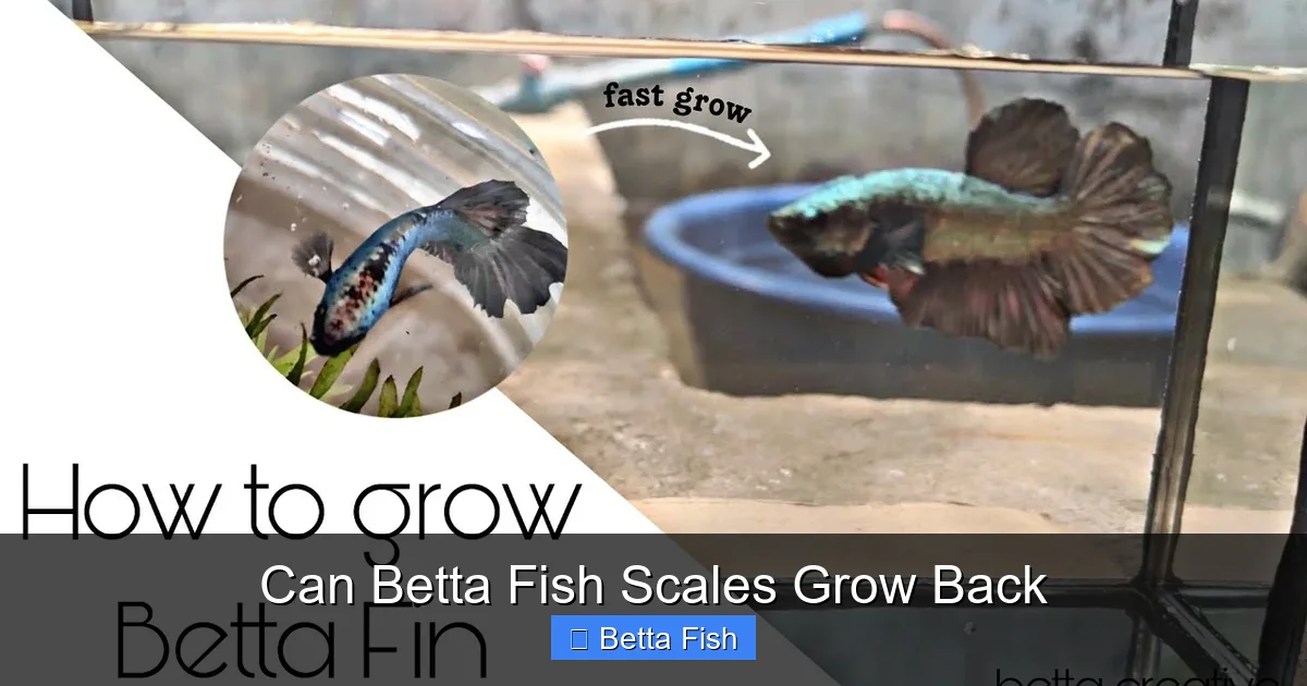 Can Betta Fish Scales Grow Back