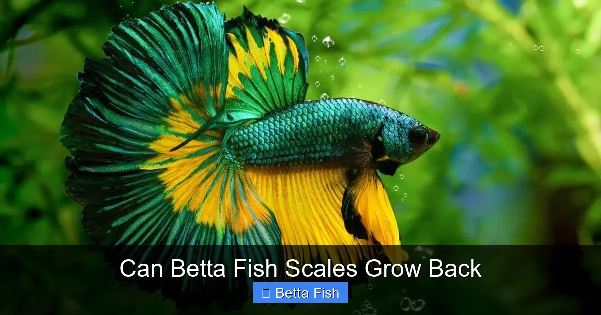 Can Betta Fish Scales Grow Back