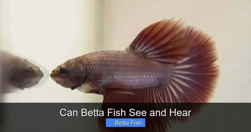 Can Betta Fish See and Hear