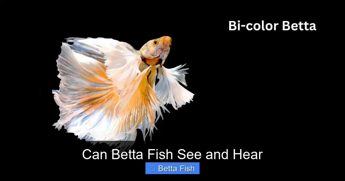 Can Betta Fish See and Hear