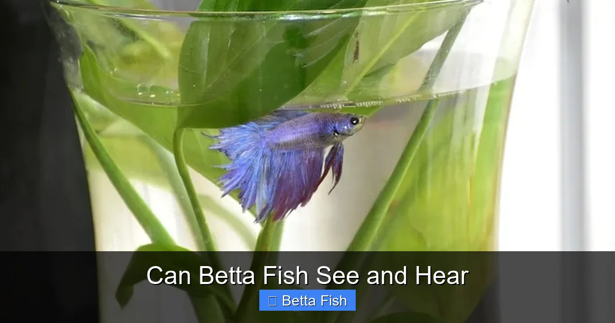 Can Betta Fish See and Hear