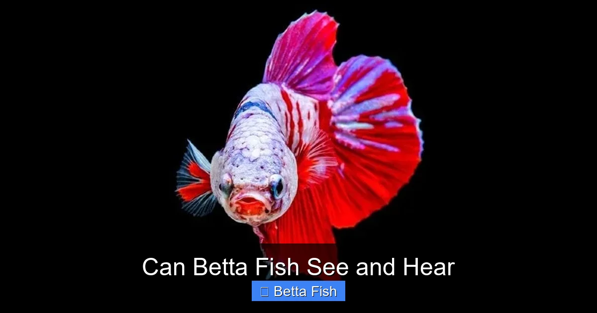 Can Betta Fish See and Hear