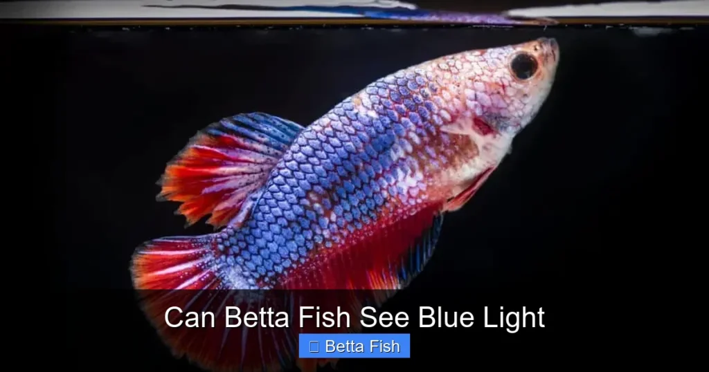 Can Betta Fish See Blue Light