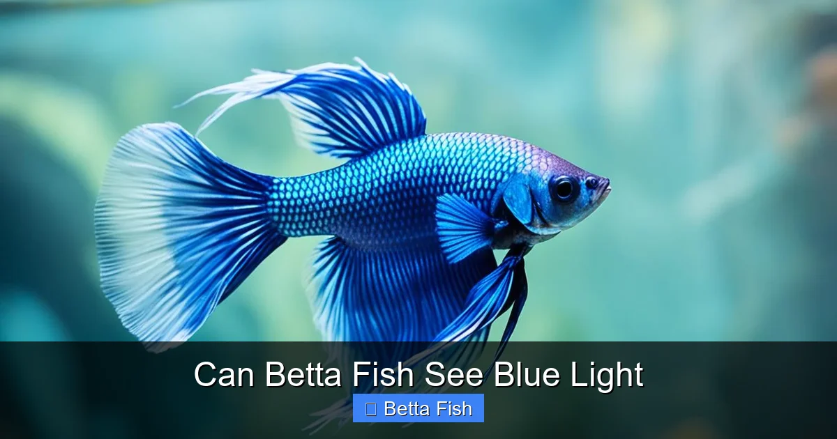 Can Betta Fish See Blue Light