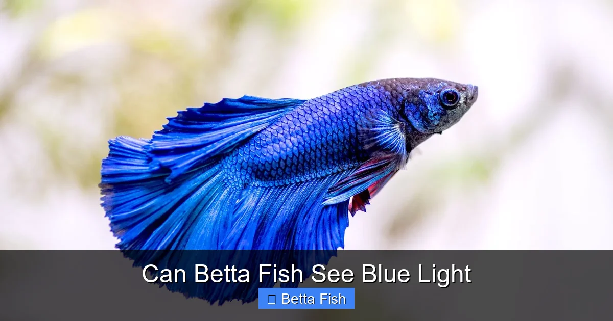 Can Betta Fish See Blue Light