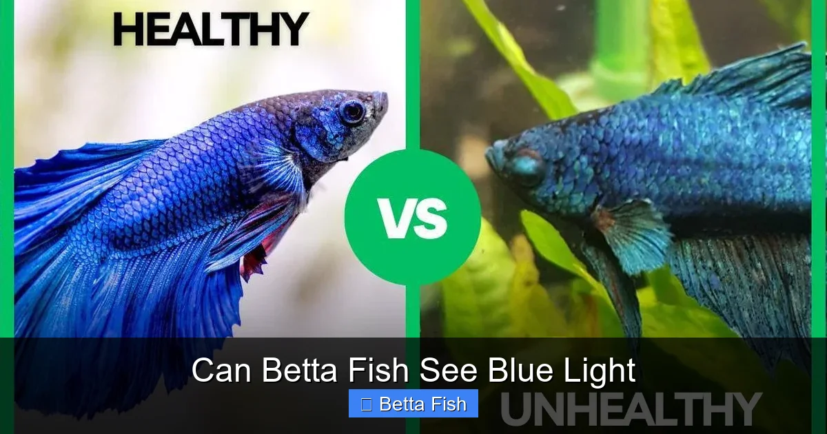 Can Betta Fish See Blue Light
