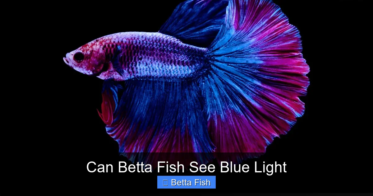 Can Betta Fish See Blue Light