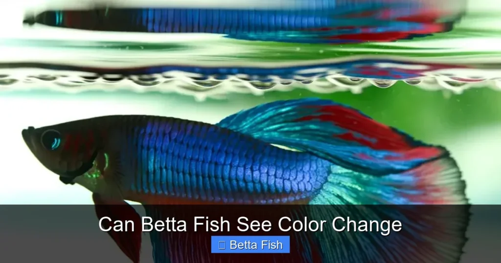 Can Betta Fish See Color Change