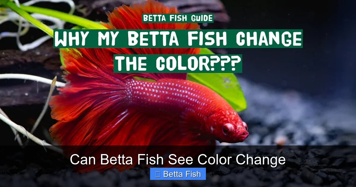 Can Betta Fish See Color Change