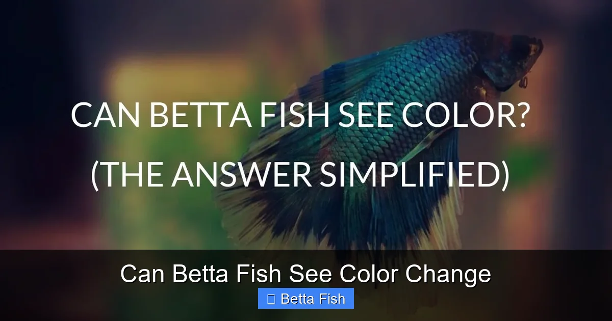 Can Betta Fish See Color Change