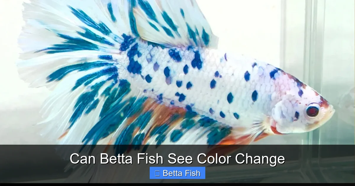 Can Betta Fish See Color Change