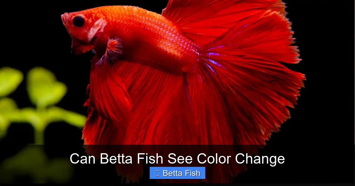 Can Betta Fish See Color Change