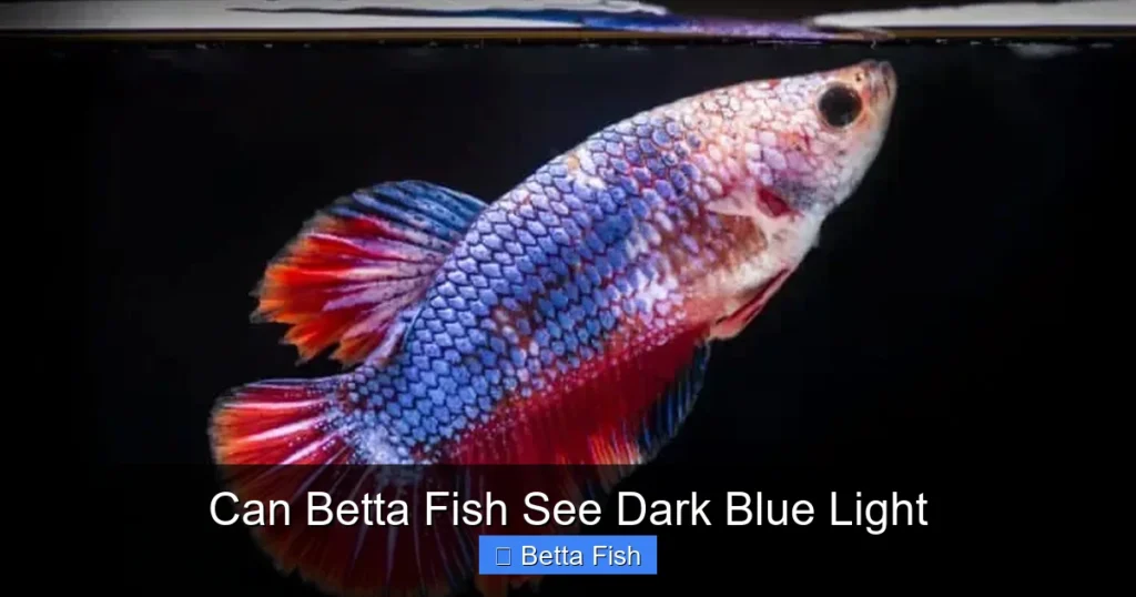 Can Betta Fish See Dark Blue Light