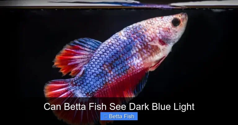 Can Betta Fish See Dark Blue Light
