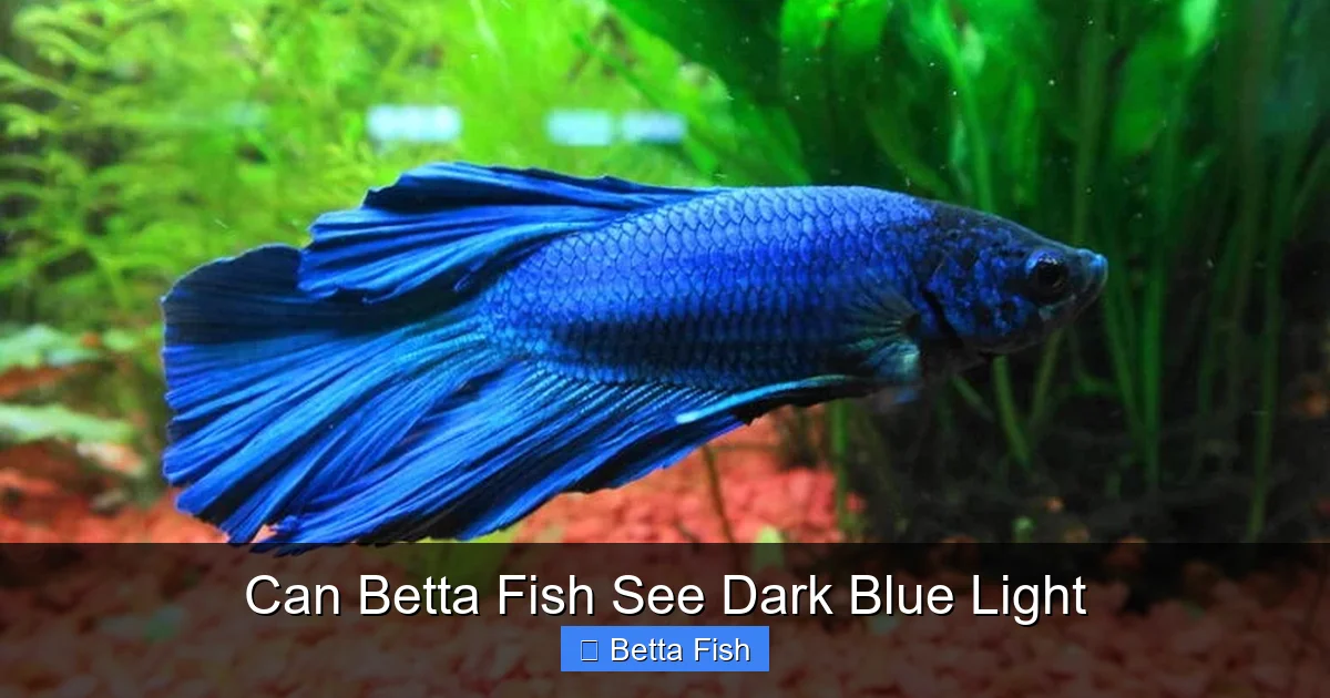 Can Betta Fish See Dark Blue Light