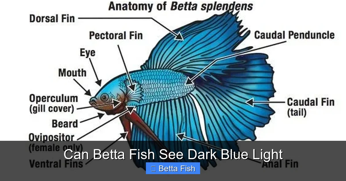 Can Betta Fish See Dark Blue Light