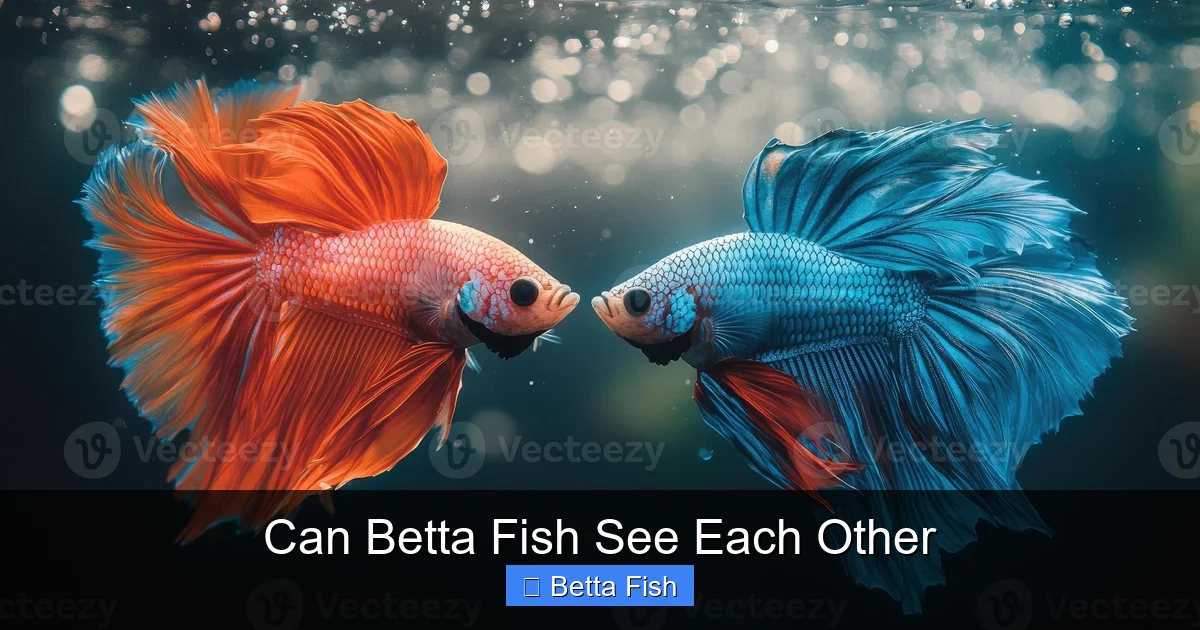 Can Betta Fish See Each Other