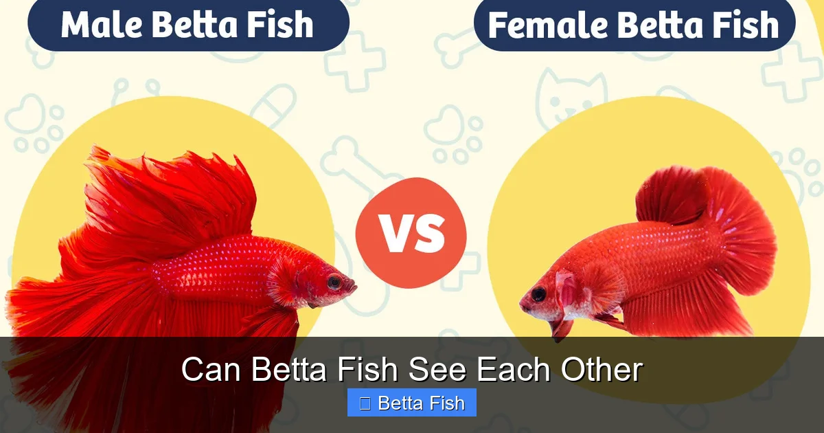Can Betta Fish See Each Other