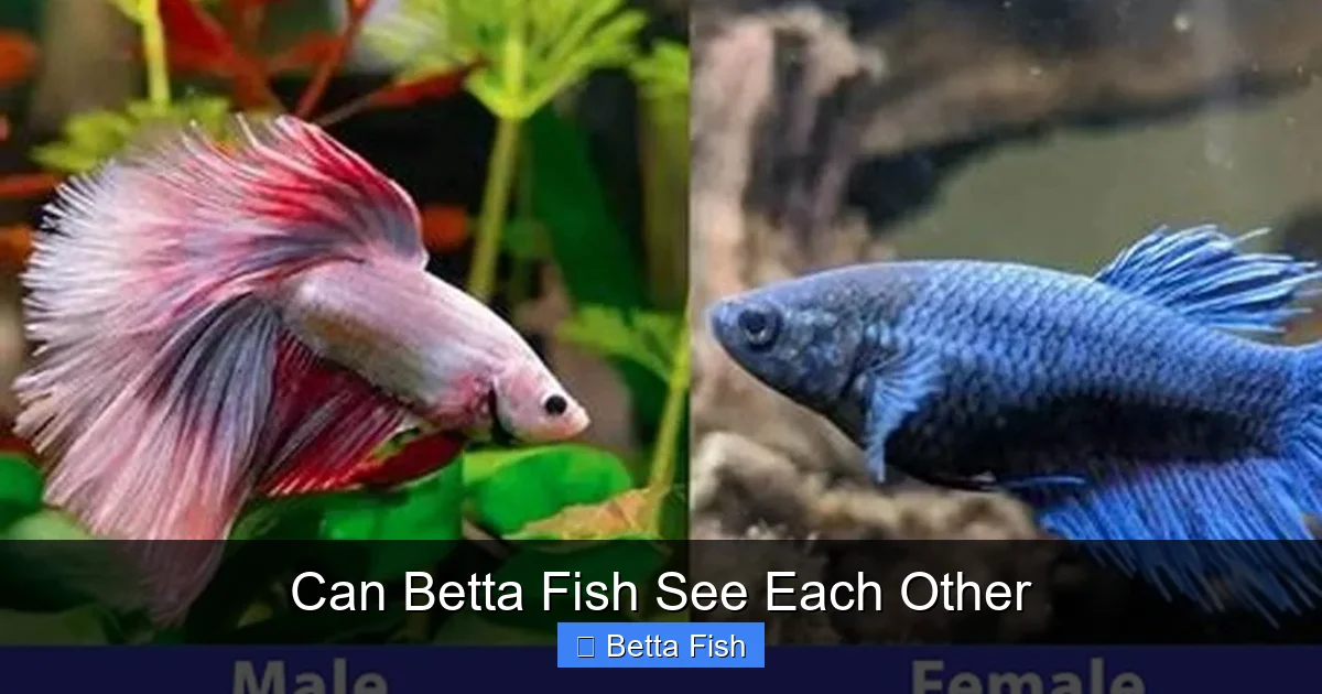 Can Betta Fish See Each Other