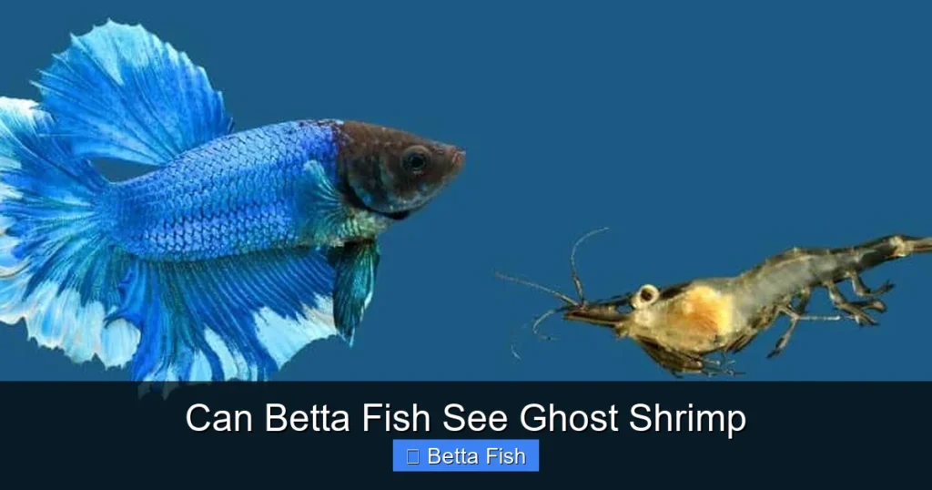 Can Betta Fish See Ghost Shrimp