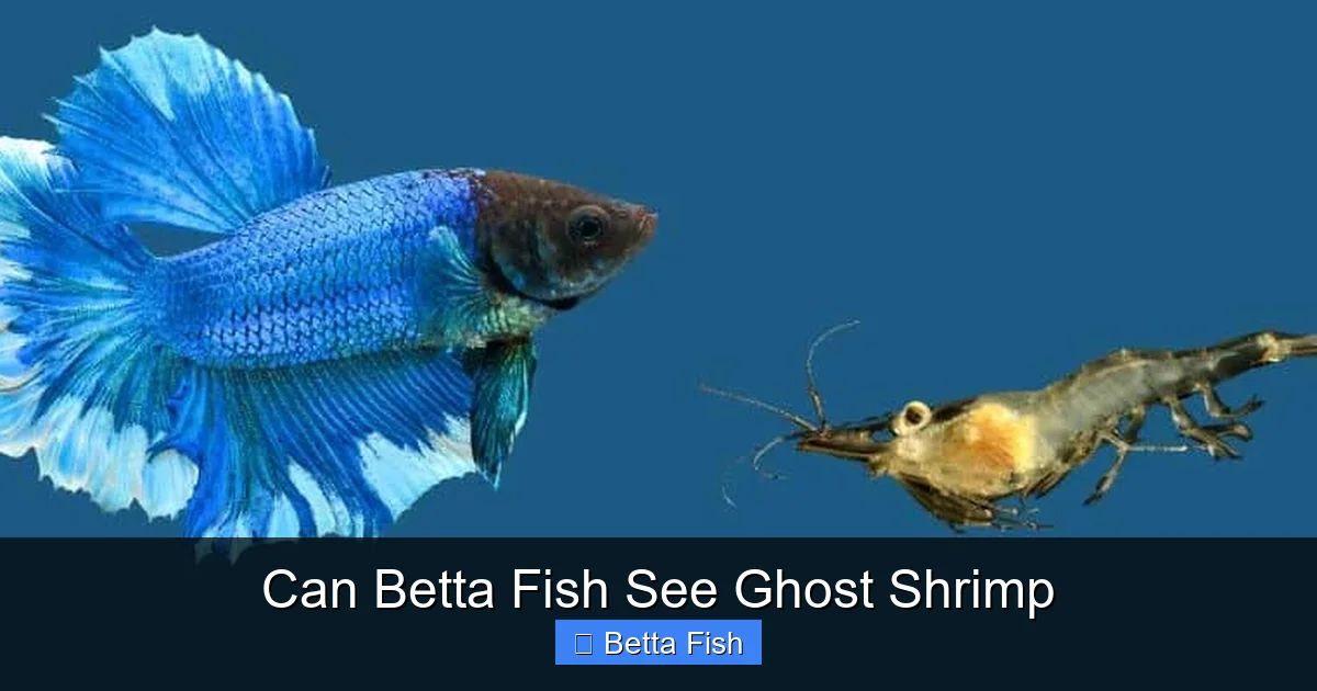 Can Betta Fish See Ghost Shrimp