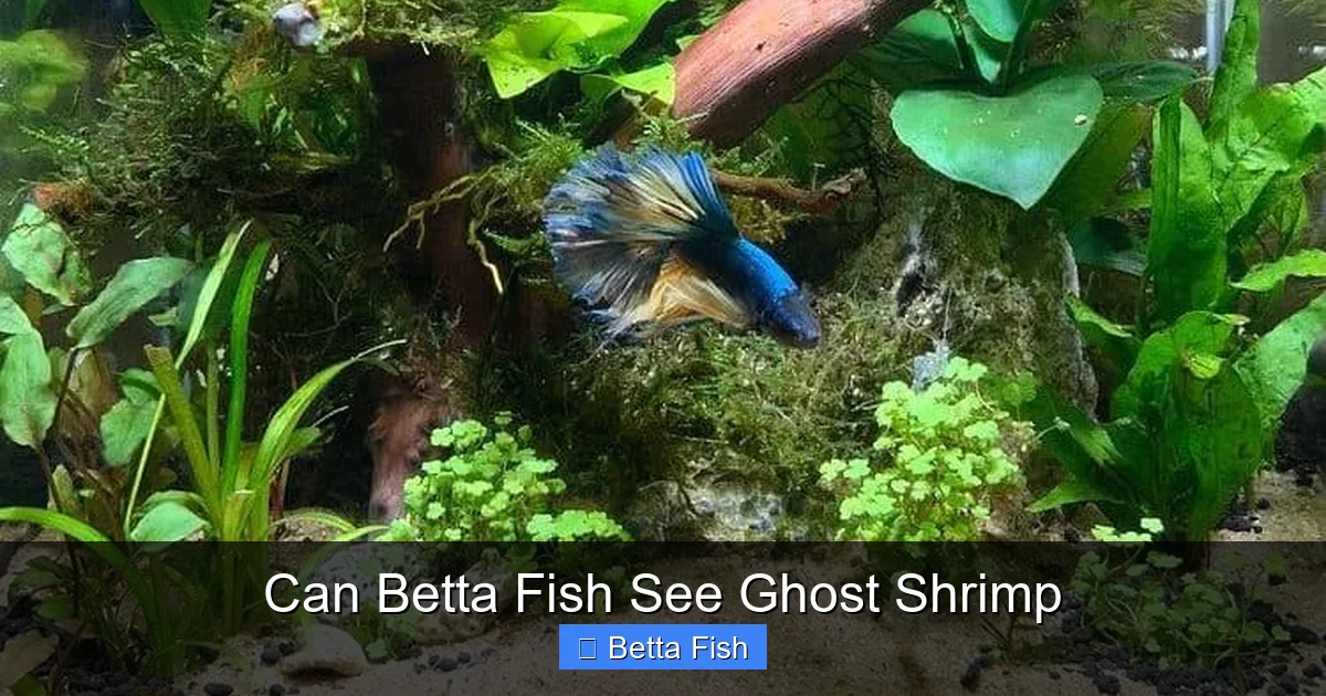 Can Betta Fish See Ghost Shrimp