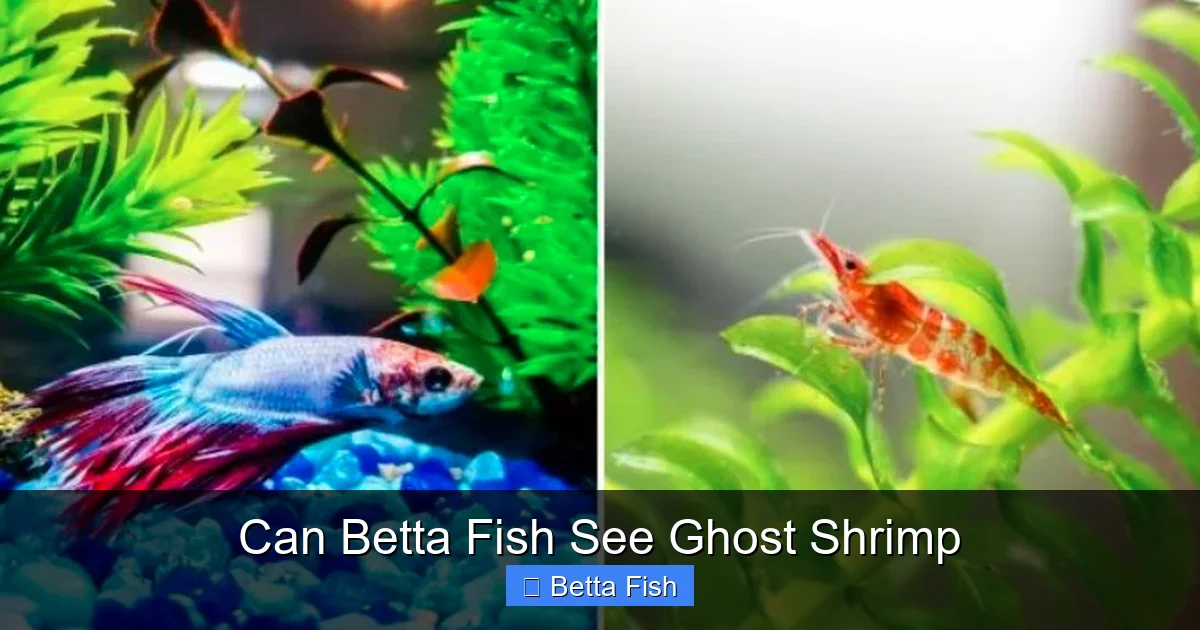 Can Betta Fish See Ghost Shrimp