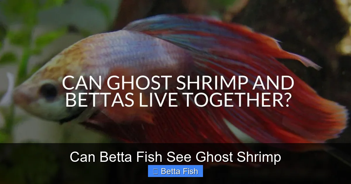 Can Betta Fish See Ghost Shrimp