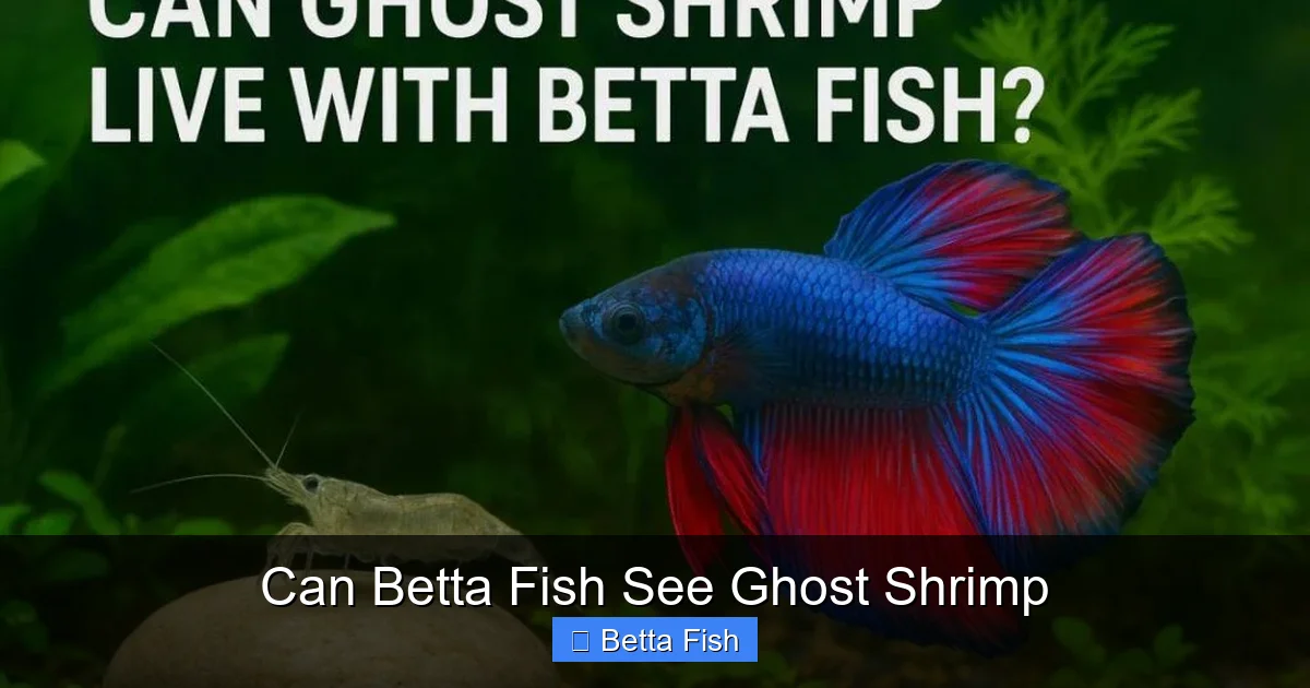Can Betta Fish See Ghost Shrimp