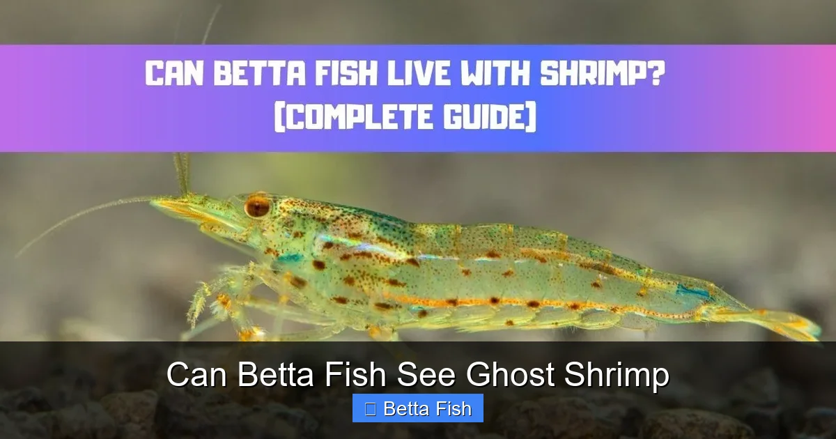 Can Betta Fish See Ghost Shrimp