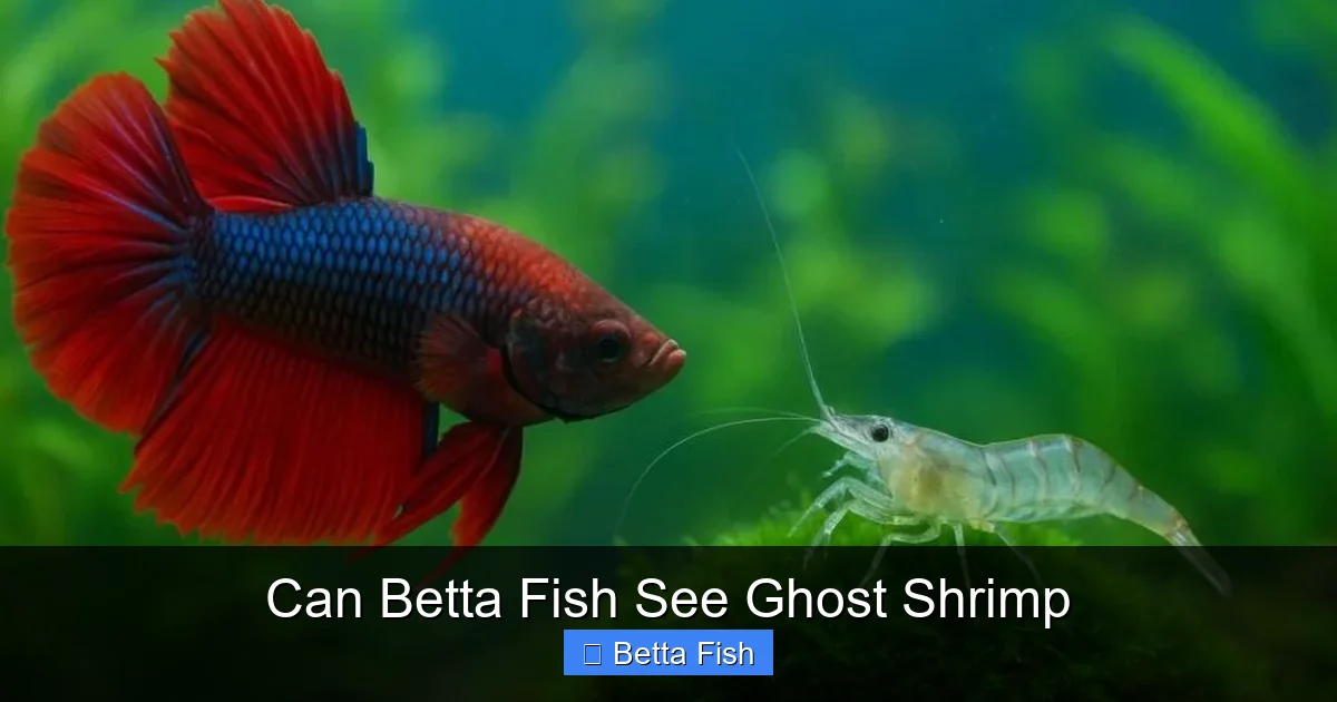 Can Betta Fish See Ghost Shrimp